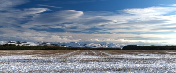 1st Place Christmas Card Competition – Cheviots