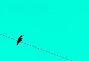 Bird on wire