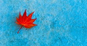 Red Leaf on Blue Tile  Photograph by Alex McSorley