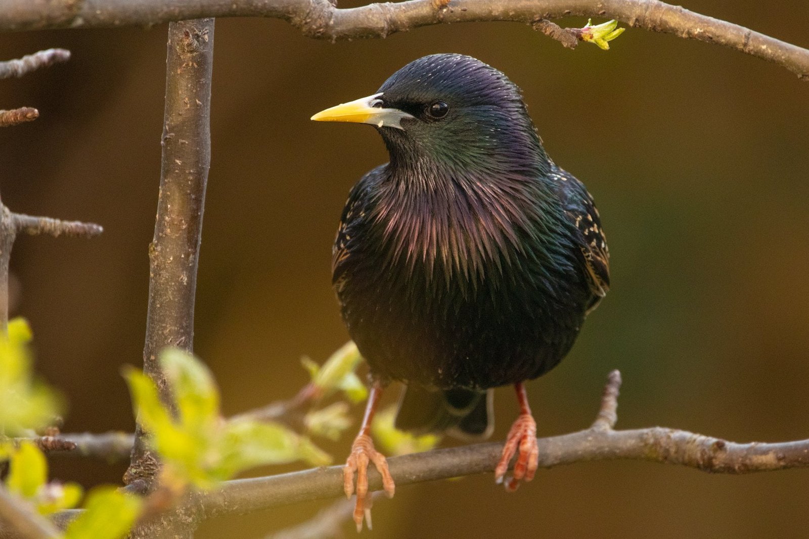 Starling-by-Alex-Hood